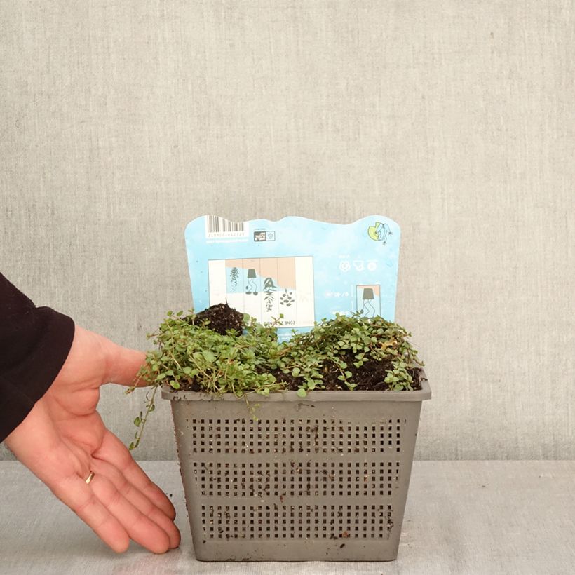 Exemplar von Anagallis tenella - Zarter Gauchheil Topf mit 1L/1,5L wie im Frühjahr geliefert