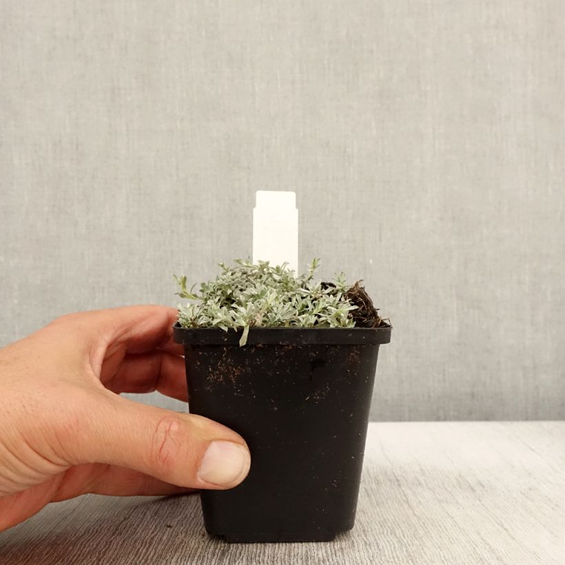 Exemplar von Anaphalis alpicola - Zwerg-Perlkörbchen Kleine Töpfe von 8/9 cm wie im Herbst geliefert
