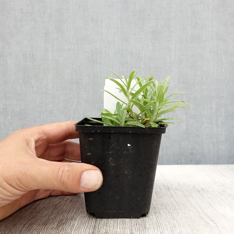Exemplar von Anaphalis margaritacea Neuschnee - Großes Perlkörbchen Kleine Töpfe von 8/9 cm wie im Herbst geliefert