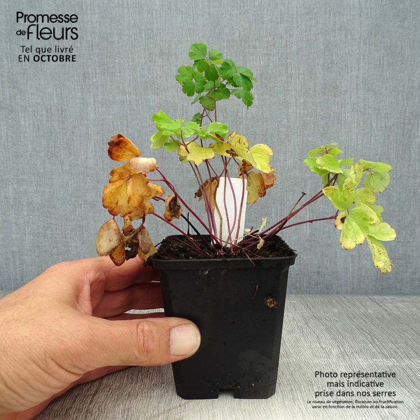 Exemplar von Aquilegia vulgaris - Gemeine Akelei Kleine Töpfe von 8/9 cm wie im Herbst geliefert