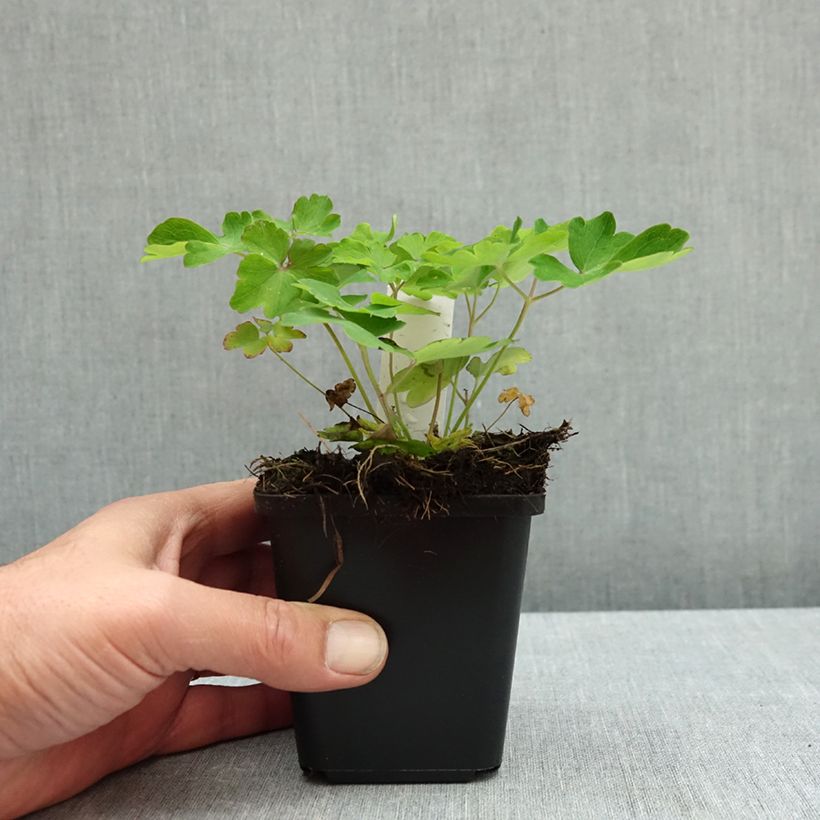 Exemplar von Aquilegia Winky Blue White - Kurzspornige Akelei Kleine Töpfe von 8/9 cm wie im Herbst geliefert