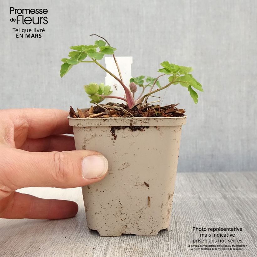 Exemplar von Aquilegia Clementine Blue - Garten-Akelei Kleine Töpfe von 8/9 cm wie im Frühjahr geliefert