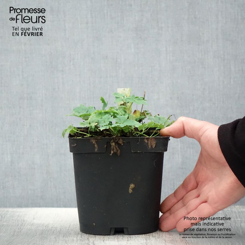 Exemplar von Aquilegia Rotstern (Crimson Star) - Langspornige Akelei Topf mit 2L/3L wie im Winter geliefert