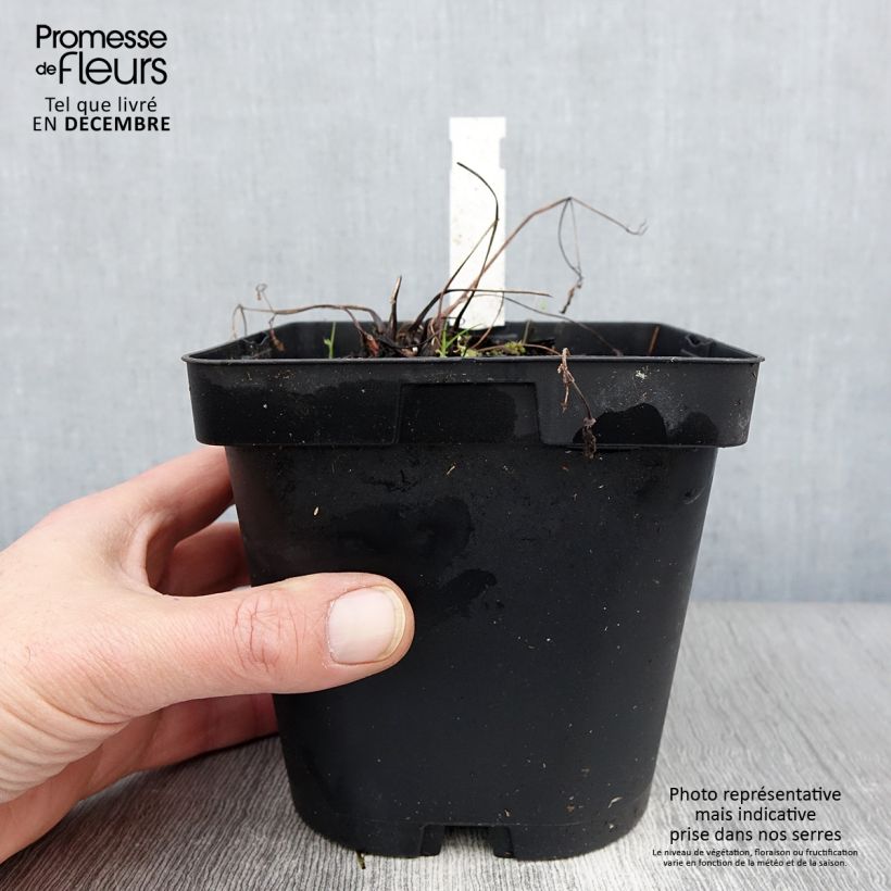 Exemplar von Aquilegia alpina - Alpen-Akelei Topf mit 2L/3L wie im Herbst geliefert