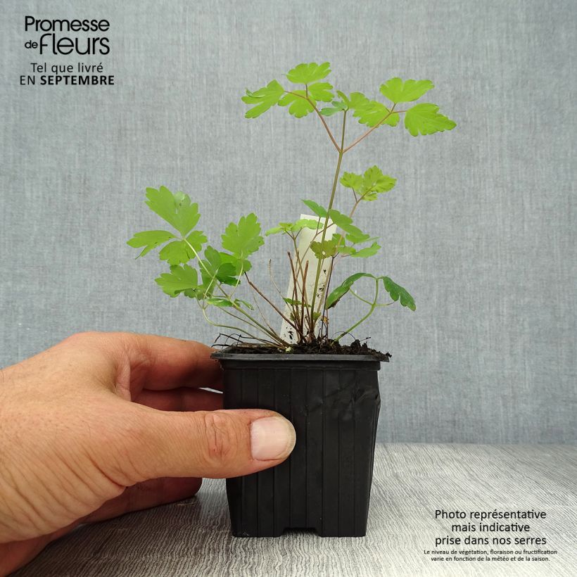 Exemplar von Aquilegia canadensis - Kanadische Akelei Kleine Töpfe von 8/9 cm wie im Herbst geliefert