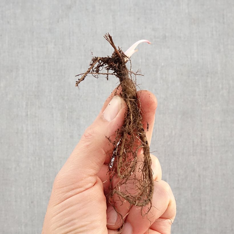 Exemplar von Aquilegia vulgaris var. stellata Black Barlow - Garten-Akelei Wurzelnackt wie im Winter geliefert