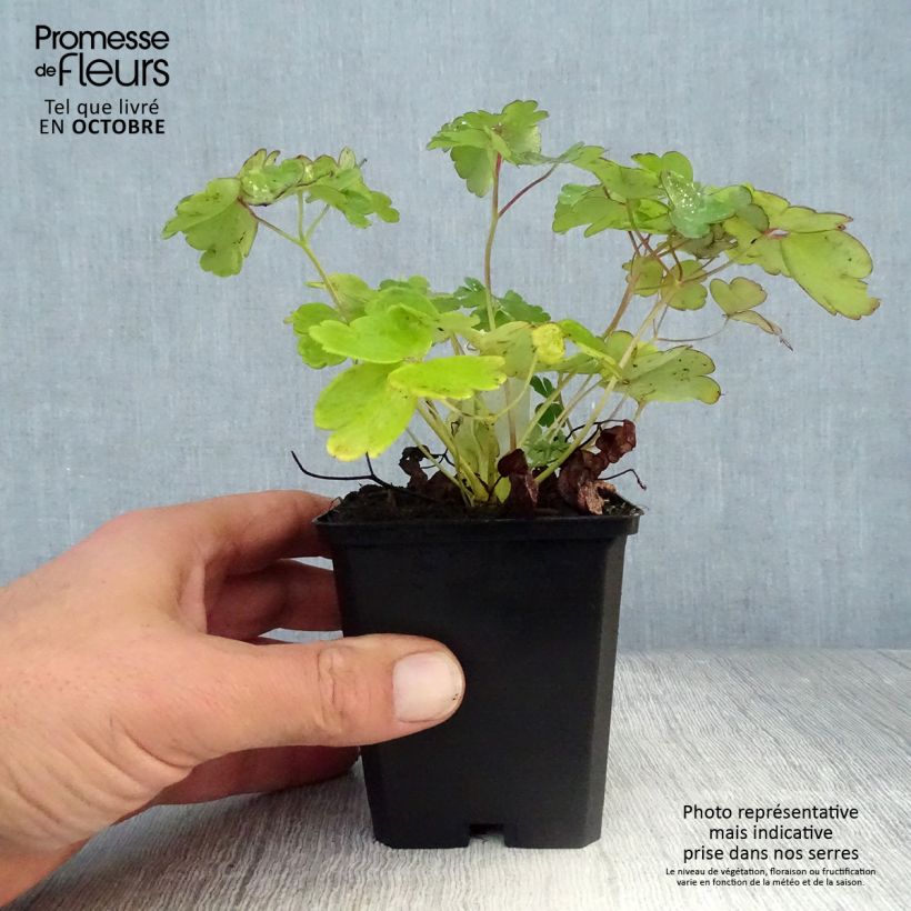 Exemplar von Aquilegia flabellata Ministar - Zwerg-Akelei Kleine Töpfe von 8/9 cm wie im Herbst geliefert