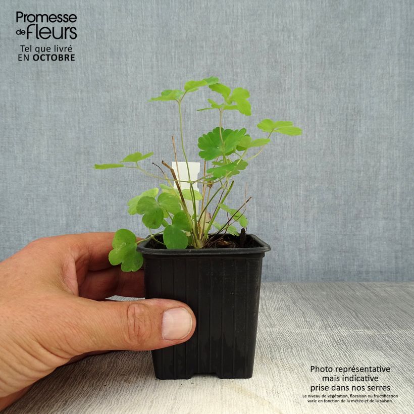 Exemplar von Aquilegia William Guiness - Kurzspornige Akelei Kleine Töpfe von 8/9 cm wie im Herbst geliefert