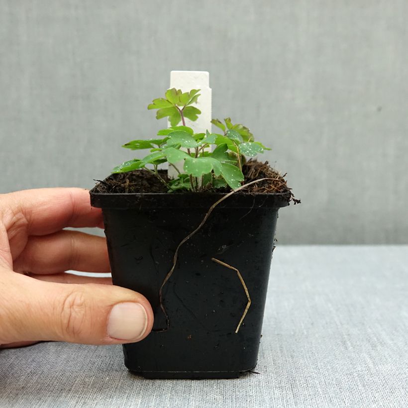 Exemplar von Aquilegia Winky Double Dark Blue White - Kurzspornige Akelei Kleine Töpfe von 8/9 cm wie im Herbst geliefert