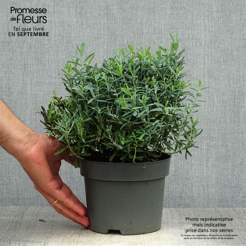 Exemplar von Andromeda polifolia Blue Ice - Sumpfrosmarin Topf mit 2L/3L wie im Herbst geliefert