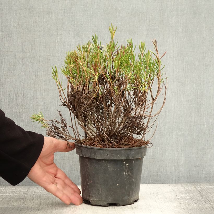 Exemplar von Andromeda polifolia Nikko - Sumpfrosmarin Topf mit 2L/3L wie im Herbst geliefert