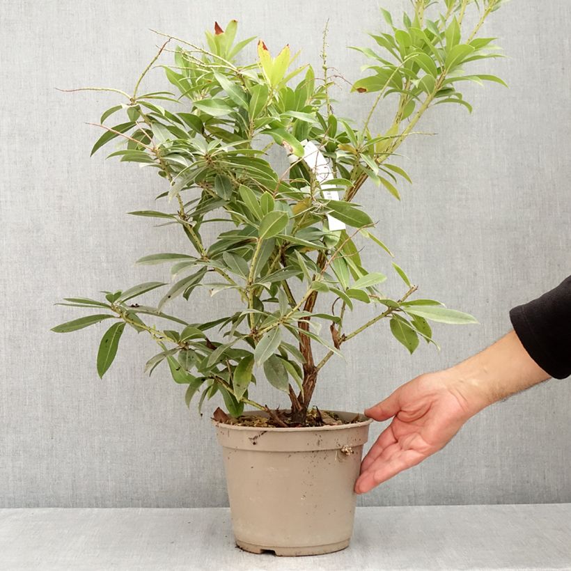 Exemplar von Schattenglöckchen - Pieris formosa var. forrestii Topf mit 4L/5L wie im Sommer geliefert