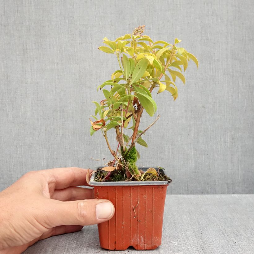 Exemplar von Schattenglöckchen Bonfire - Pieris japonica Kleine Töpfe von 8/9 cm wie im Herbst geliefert