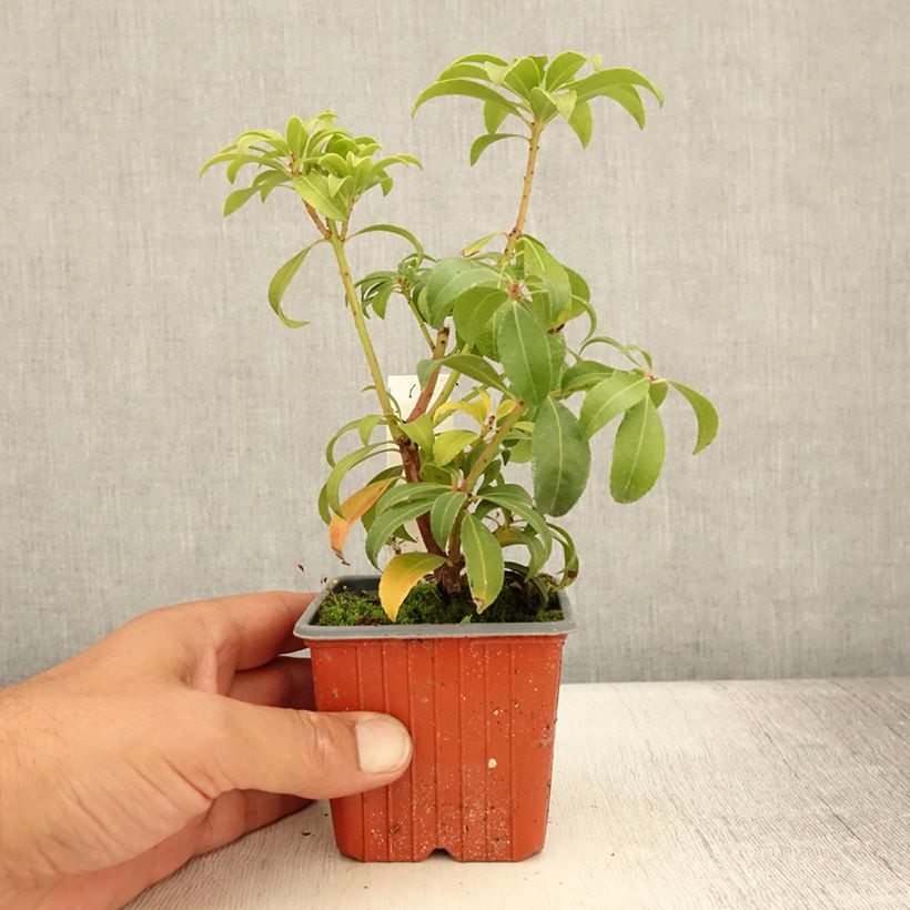 Exemplar von Schattenglöckchen Bonfire - Pieris japonica Kleine Töpfe von 8/9 cm wie im Sommer geliefert