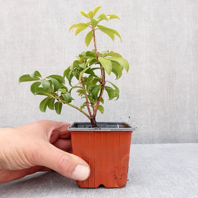 Exemplar von Schattenglöckchen Bonfire - Pieris japonica Kleine Töpfe von 8/9 cm wie im Frühjahr geliefert