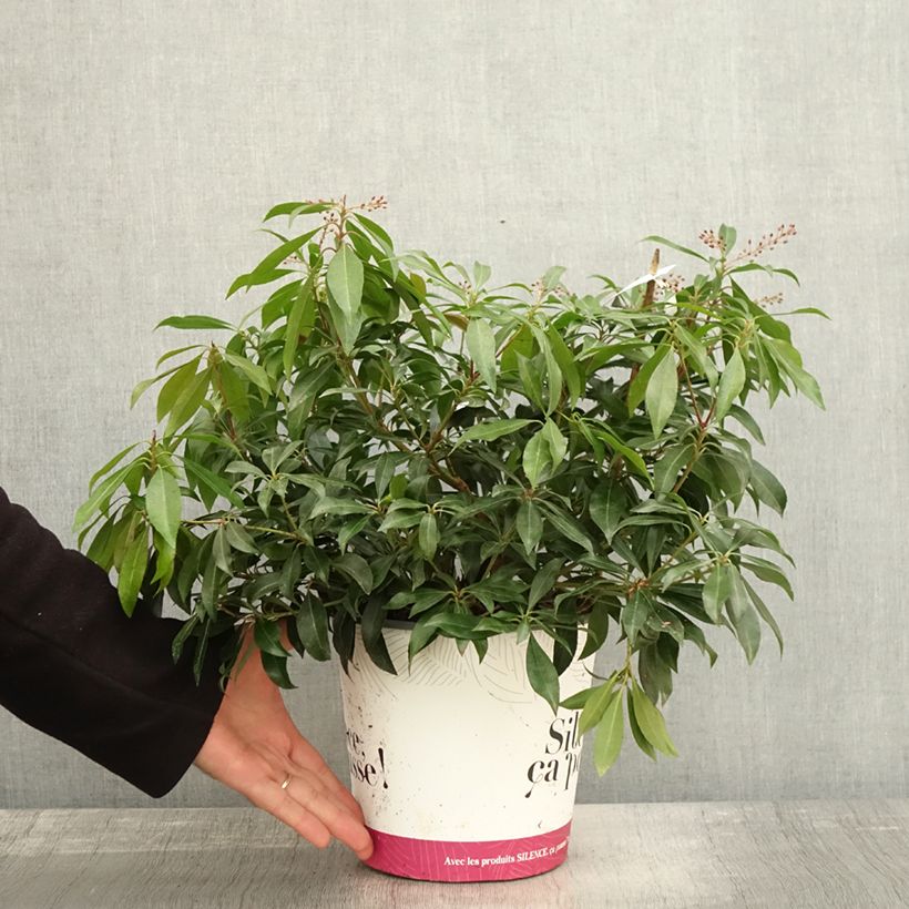 Exemplar von Schattenglöckchen Katsura - Pieris japonica Topf mit 4L/5L wie im Herbst geliefert