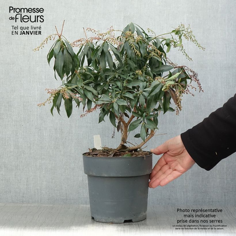 Exemplar von Schattenglöckchen Katsura - Pieris japonica Topf mit 4L/5L wie im Winter geliefert