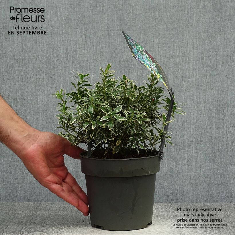 Exemplar von Schattenglöckchen Little Frosty - Pieris japonica Topf mit 2L/3L wie im Herbst geliefert