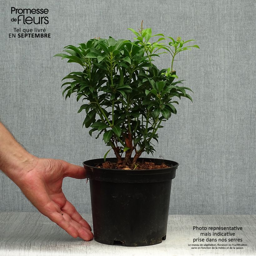 Exemplar von Schattenglöckchen Passion - Pieris japonica Topf mit 2L/3L wie im Herbst geliefert