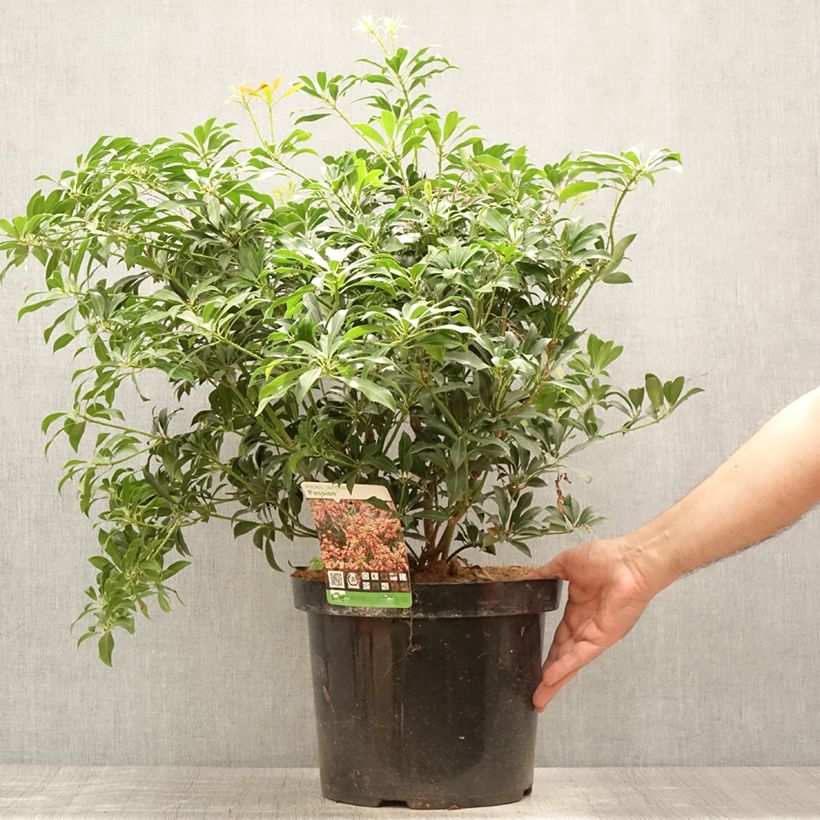 Exemplar von Schattenglöckchen Passion - Pieris japonica Topf mit 6L/7L wie im Sommer geliefert