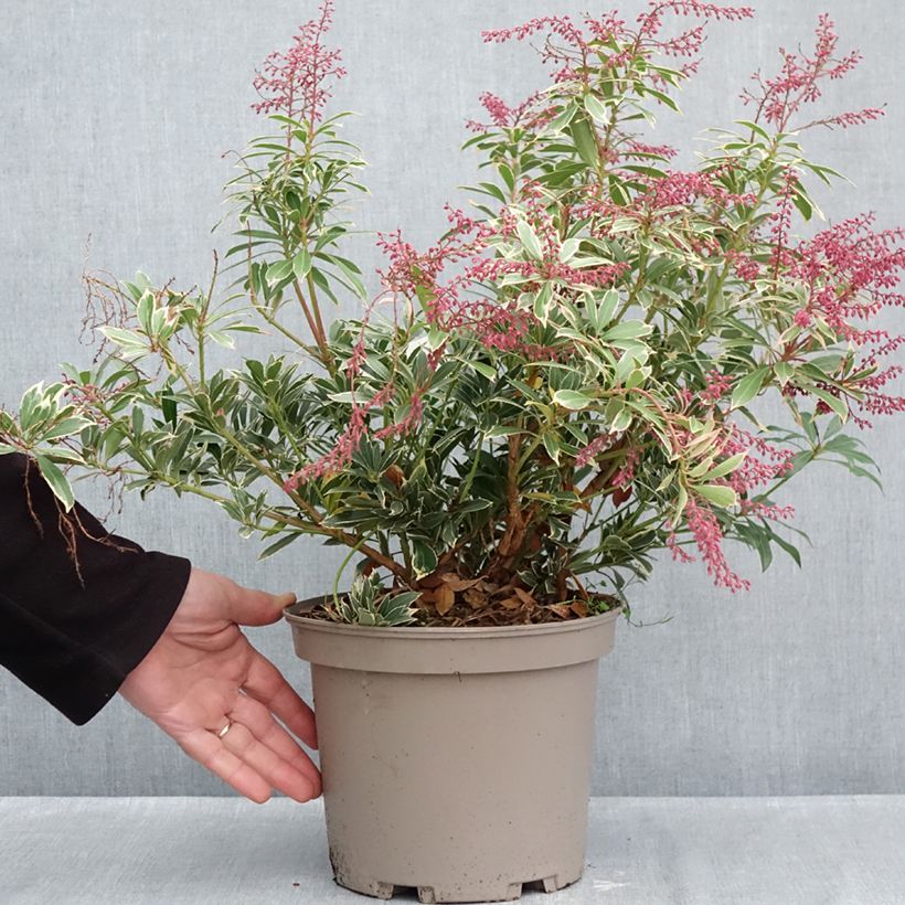 Exemplar von Schattenglöckchen Polar passion® - Pieris japonica Topf mit 2L/3L wie im Herbst geliefert