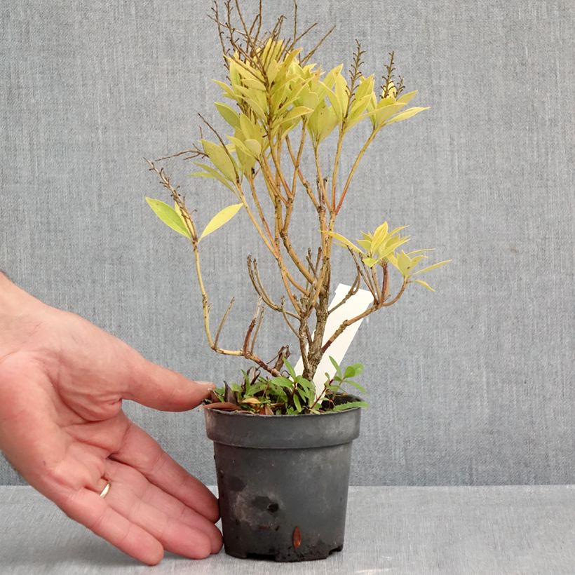 Exemplar von Schattenglöckchen Prelude - Pieris japonica Kleine Töpfe von 8/9 cm wie im Herbst geliefert