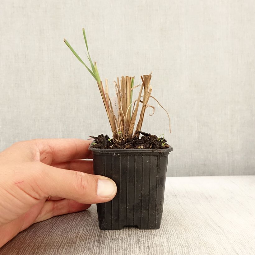 Exemplar von Andropogon gerardii Blackhawks - Bartgras, Gambagras Kleine Töpfe von 8/9 cm wie im Herbst geliefert