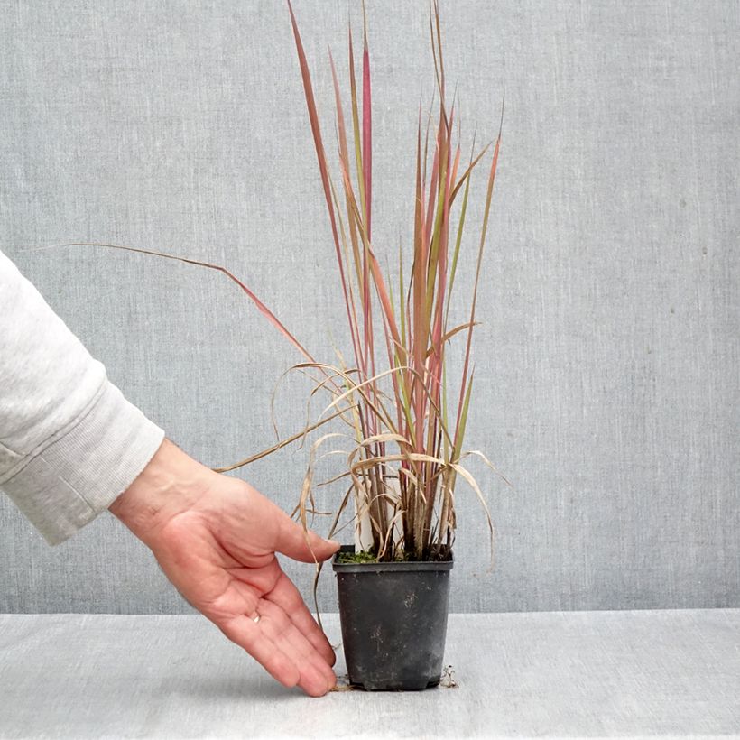 Exemplar von Andropogon gerardii Red October - Bartgras, Gambagras Kleine Töpfe von 8/9 cm wie im Herbst geliefert