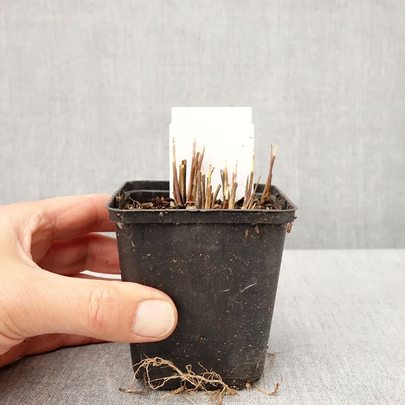 Exemplar von Andropogon gerardii Red October - Bartgras, Gambagras Kleine Töpfe von 8/9 cm wie im Frühjahr geliefert