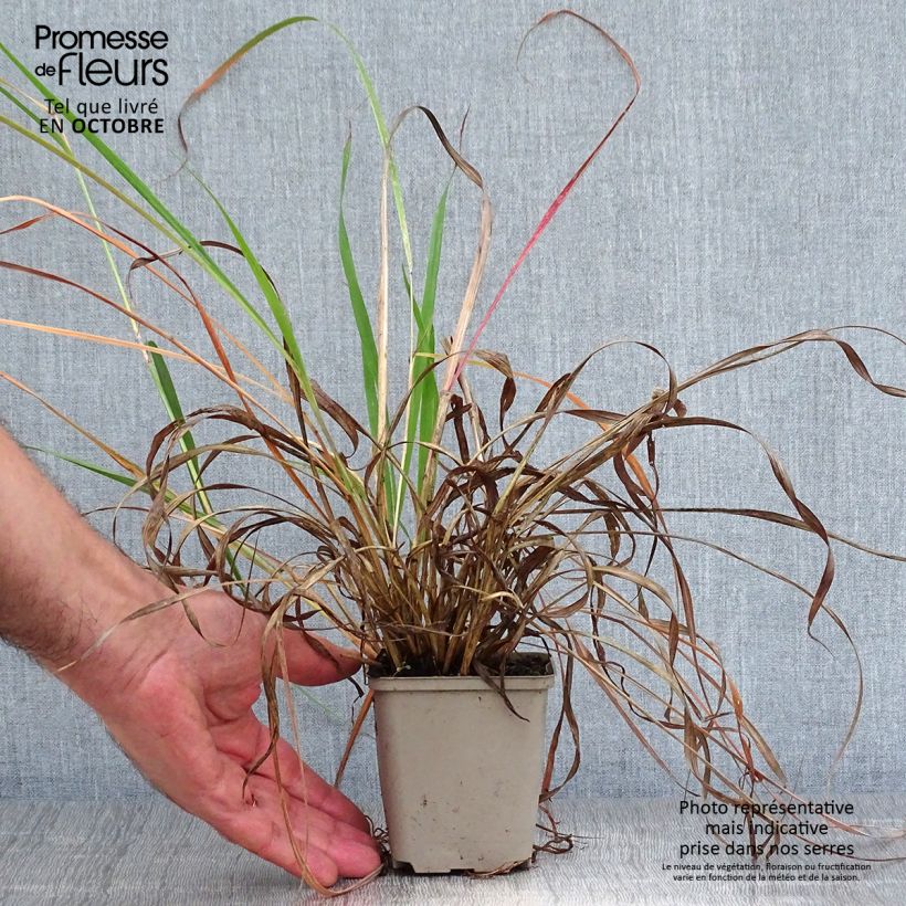 Exemplar von Andropogon hallii Purple Konza - Bartgras, Gambagras Kleine Töpfe von 8/9 cm wie im Herbst geliefert