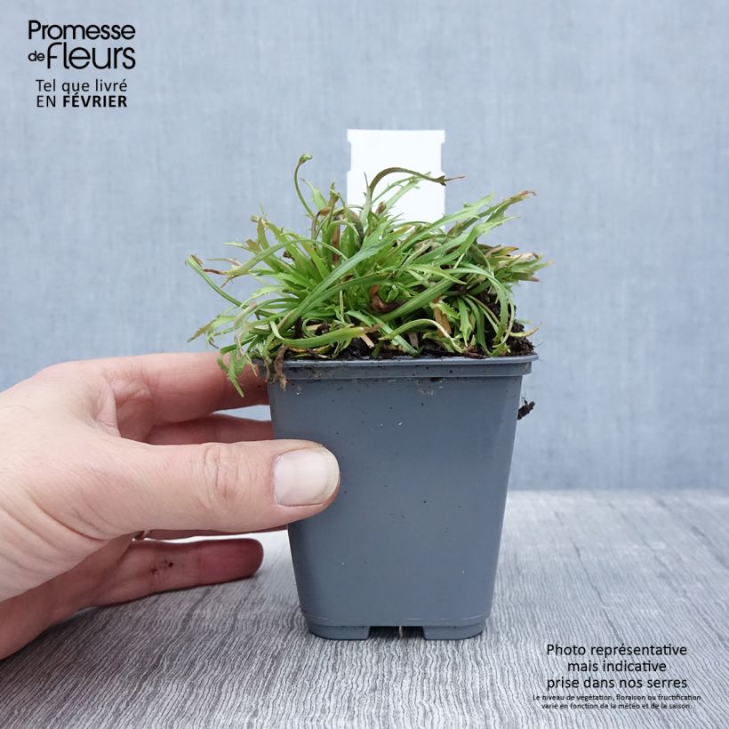 Exemplar von Androsace septentrionalis Star Dust - Nordischer Mannsschild Kleine Töpfe von 8/9 cm wie im Winter geliefert