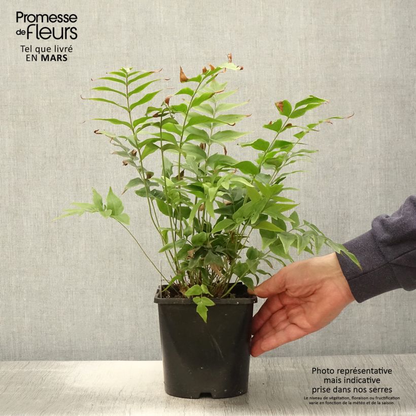 Exemplar von Anemia mexicana Topf mit 2L/3L wie im Frühjahr geliefert