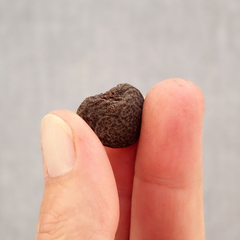 Exemplar von Anemone blanda Violet Star - Balkan-Windröschen Zwiebel Kaliber/Größe 5+ wie im Herbst geliefert