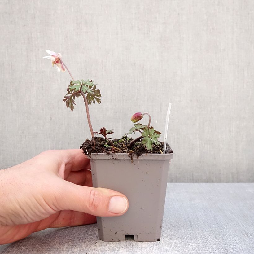 Exemplar von Anemone blanda White Splendour - Balkan-Windröschen Kleine Töpfe von 8/9 cm Kaliber/Größe 5+ wie im Winter geliefert