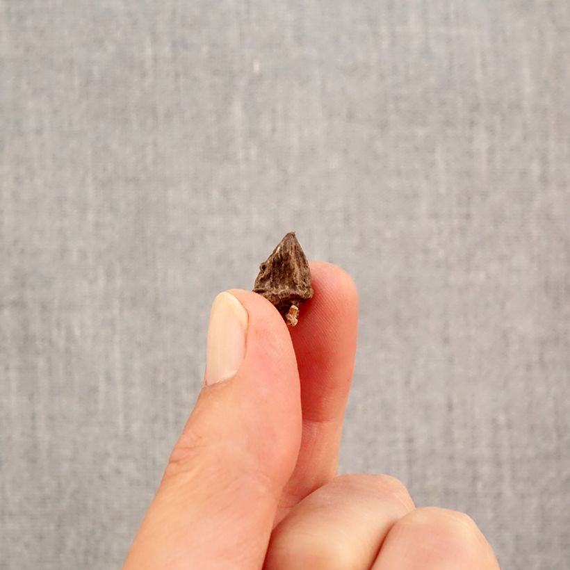 Exemplar von Anemone coronaria Mix - Kronen-Anemone Zwiebel Kaliber/Größe 4+ wie im Herbst geliefert