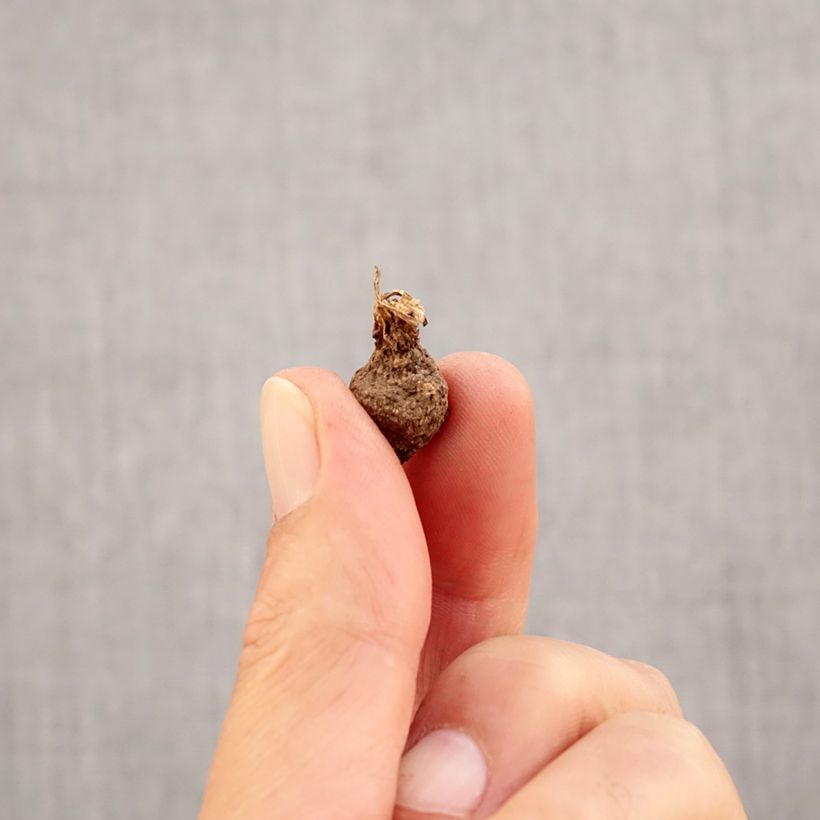 Exemplar von Anemone coronaria Lord Lieutenant - Kronen-Anemone Zwiebel Kaliber/Größe 5 wie im Herbst geliefert