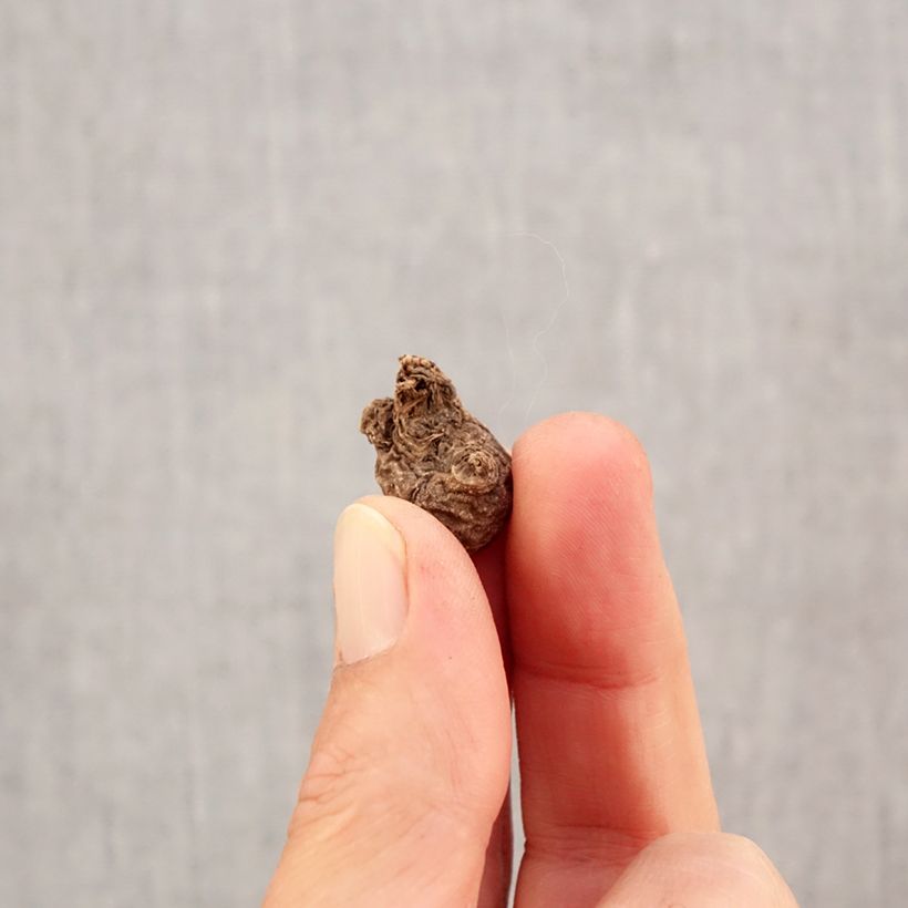 Exemplar von Anemone coronaria Mr Fokker - Kronen-Anemone Zwiebel Kaliber/Größe 5 wie im Herbst geliefert