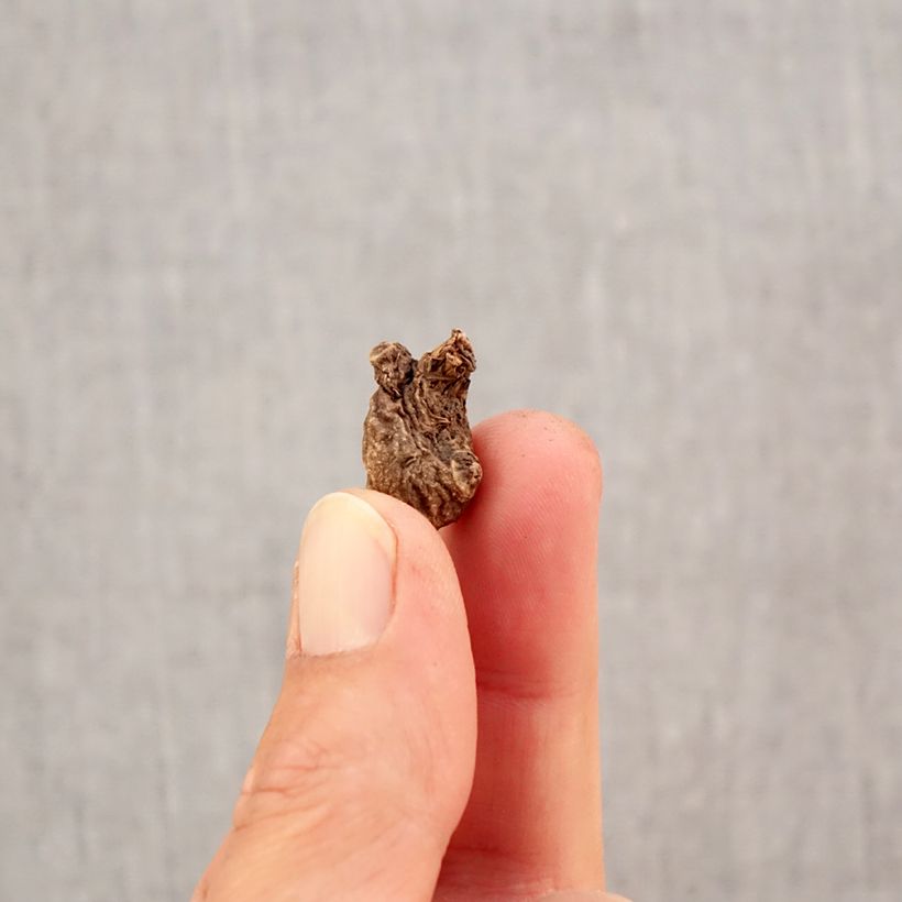 Exemplar von Anemone coronaria St Brigid Mix - Kronen-Anemone Zwiebel Kaliber/Größe 5 wie im Herbst geliefert