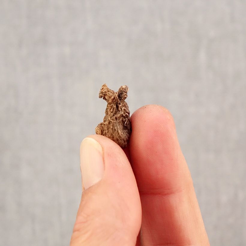 Exemplar von Anemone coronaria Sylphide - Kronen-Anemone Zwiebel Kaliber/Größe 5 wie im Herbst geliefert