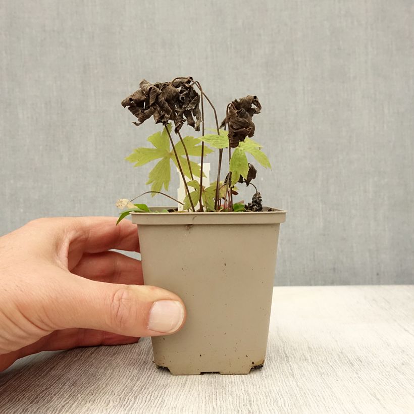 Exemplar von Anemone canadensis - Kanadische Wiesen-Anemone Kleine Töpfe von 8/9 cm wie im Herbst geliefert