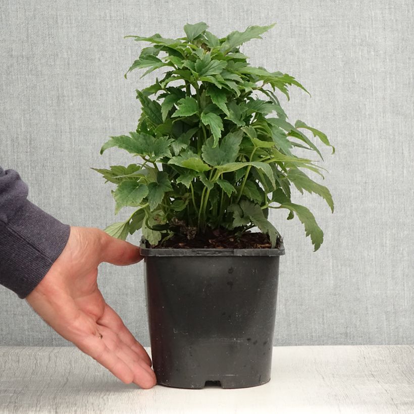 Exemplar von Anemone Fantasy Ariel - Japan-Herbst-Anemone Topf mit 2L/3L wie im Sommer geliefert