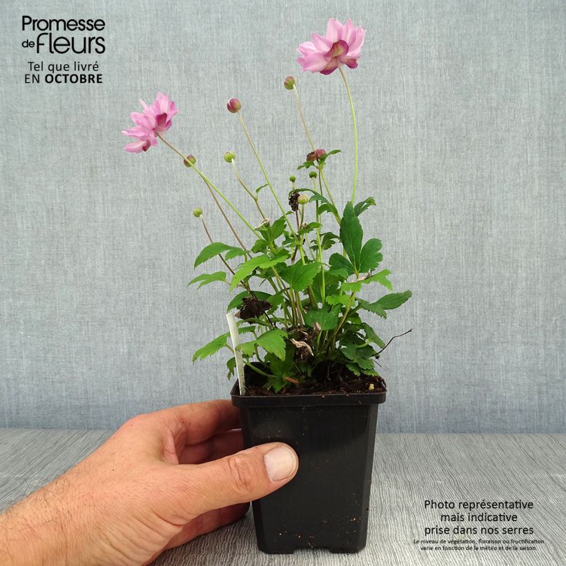 Exemplar von Anemone hupehensis var.japonica Fantasy Pocahontas - Chinesische Herbst-Anemone Kleine Töpfe von 8/9 cm wie im Herbst geliefert