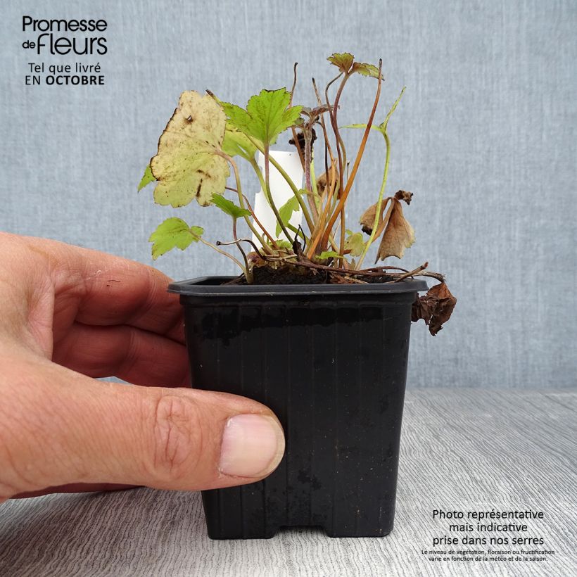 Exemplar von Anemone hupehensis var. japonica Pamina - Chinesische Herbst-Anemone Kleine Töpfe von 8/9 cm wie im Herbst geliefert