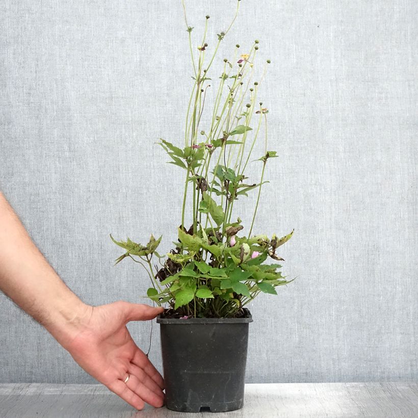 Exemplar von Anemone hupehensis var. japonica Pamina - Chinesische Herbst-Anemone Topf mit 1L/1,5L wie im Herbst geliefert