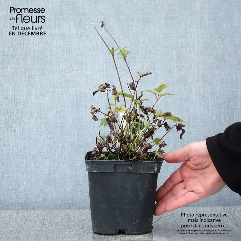 Exemplar von Anemone hupehensis var. japonica Prinz Heinrich - Chinesische Herbst-Anemone Topf mit 2L/3L wie im Herbst geliefert