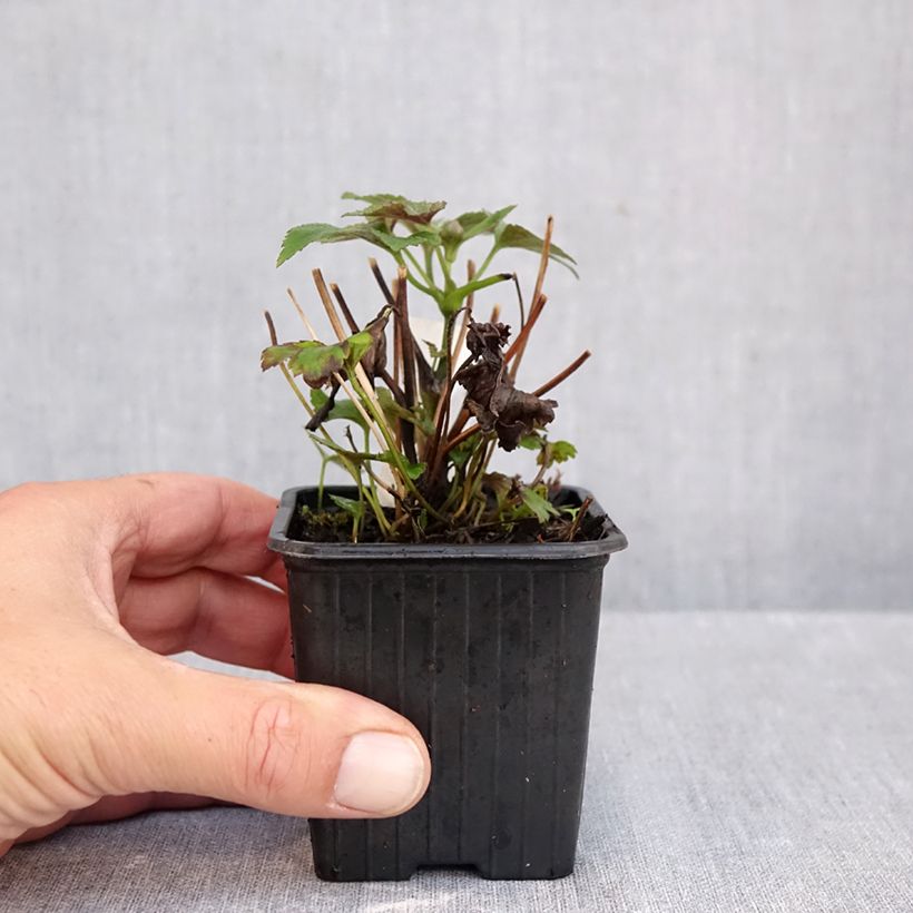 Exemplar von Anemone hybrida Rubra Plena - Herbst-Anemone Kleine Töpfe von 8/9 cm wie im Herbst geliefert