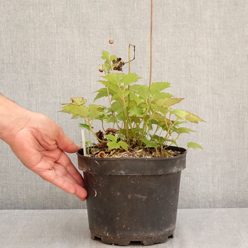 Exemplar von Anemone hupehensis Praecox - Chinesische Herbst-Anemone Topf mit 2L/3L wie im Sommer geliefert