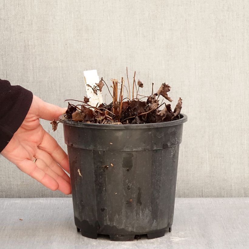 Exemplar von Anemone hupehensis Praecox - Chinesische Herbst-Anemone Topf mit 2L/3L wie im Winter geliefert