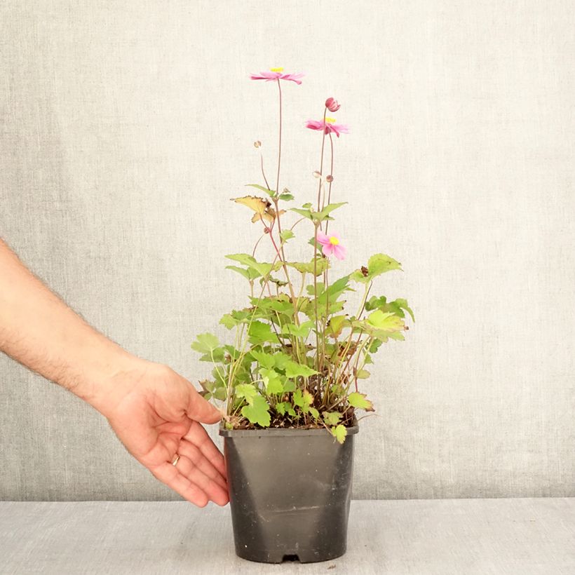 Exemplar von Anemone (x) hupehensis var. japonica Royal Blush - Japan-Herbst-Anemone Topf mit 1,5L/2L wie im Sommer geliefert