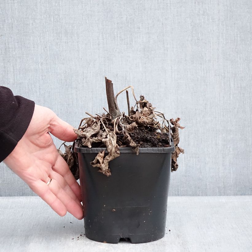 Exemplar von Anemone (x) hupehensis var. japonica Royal Blush - Japan-Herbst-Anemone Topf mit 1,5L/2L wie im Winter geliefert